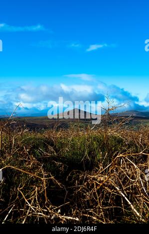 Basso colpo di therns con vista distante di Pan di zucchero da Skirrid fawr Galles del Sud uk. Foto Stock