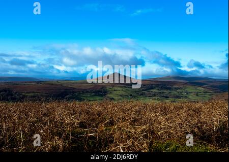 Basso colpo di therns con vista distante di Pan di zucchero da Skirrid fawr Galles del Sud uk. Foto Stock