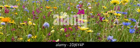 panorama di una collezione di fiori selvatici in un prato sole estivo Foto Stock