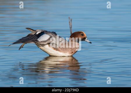 Eurasian Wigeon (Mareca penelope) maschio nell'ambiente. Foto Stock