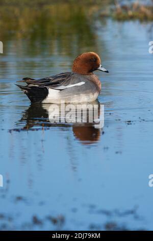 Eurasian Wigeon (Mareca penelope) maschio nell'ambiente. Foto Stock