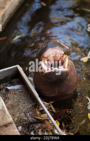 Behemoth con una bocca aperta nell'acqua. Il concetto di fauna selvatica, zoo. Foto Stock