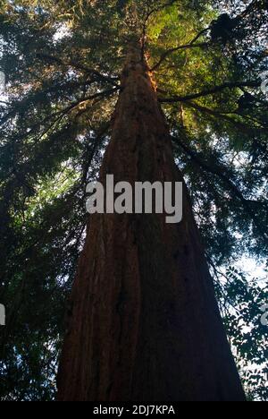 Albero di sequoia gigante (Sequoiadendron giganteum) nella Grande Dell nella sezione Woodland dei Giardini Botanici, Royal Victoria Park, Bath UK Foto Stock