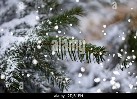 Ramificazione di pino verde abete coperto gelo in tempo nevoso. Neve o sfondo di Natale. Primo piano con messa a fuoco selettiva e profondità di campo poco profonda. Foto Stock
