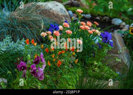 fiori luminosi che fioriscono sul letto fiorito, idee di disposizione del giardino dei fiori Foto Stock