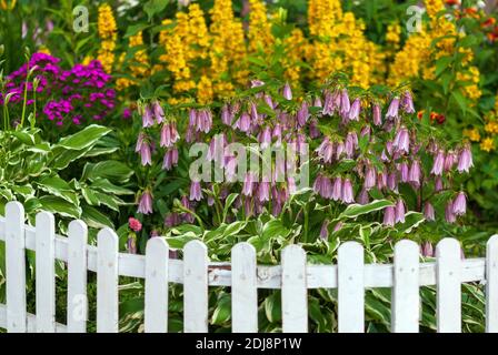 fiori fioriti su aiuola incorniciata con piccola recinzione bianca, piazzola di terreno cortile Foto Stock