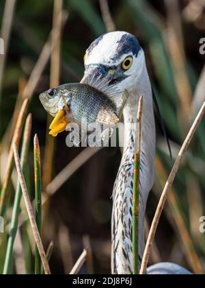 Un grande airone blu adulto, Ardea herodias, pesca un pesce nella Shark Valley, Everglades National Park, Florida, Stati Uniti Foto Stock