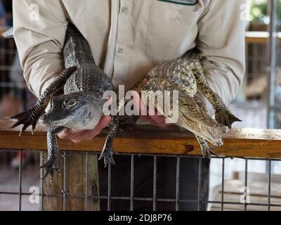 Alligatore americano, alligatore missisippiensis, sinistra, e coccodrillo americano, coccodrillo acutus, Florida, Stati Uniti. Foto Stock