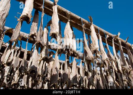 Europa, Isola, Islanda, Sauðárkrókur Affitto, Stockfisch, Trockenfisch Foto Stock