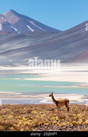 Adult vicuña, Vicugna vicugna, nella zona vulcanica centrale andina, regione Antofagasta, Cile. Foto Stock