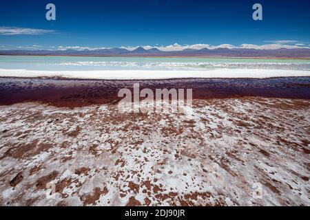 Laguna Tebenquicne, una laguna di acqua salata nel Salar de Atacama, Los Flamencos National Reserve, Cile. Foto Stock