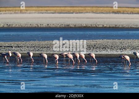 I fenicotteri di James, i fenicotteri jamesi, il Salar de Tara y Aguas Calientes i, la Riserva Nazionale di Los Flamencos, Cile. Foto Stock