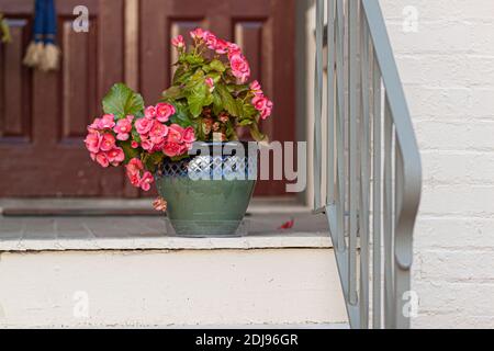 Fiori di geranio rosa in una pentola di ceramica di argilla lucidata decorativa di fronte all'ingresso di una casa d'epoca. Ci sono ringhiere di metallo, scale, mattoni w Foto Stock