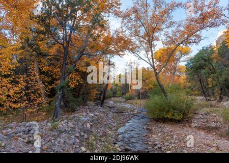 Chiricahua Mountains Coronado NF AZ / NOV Autumn Sycamore su Cave Creek vicino a Portal. Foto Stock