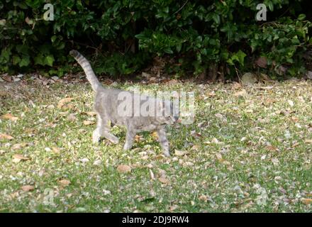 Mission Hills, California, USA 6 dicembre 2020 una visione generale dell'atmosfera di un gatto al Bob Hope Memorial Garden a San Fernando Mission il 6 dicembre 2020 a Mission Hills, California, USA. Foto di Barry King/Alamy Stock foto Foto Stock