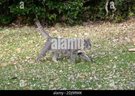 Mission Hills, California, USA 6 dicembre 2020 una visione generale dell'atmosfera di un gatto al Bob Hope Memorial Garden a San Fernando Mission il 6 dicembre 2020 a Mission Hills, California, USA. Foto di Barry King/Alamy Stock foto Foto Stock