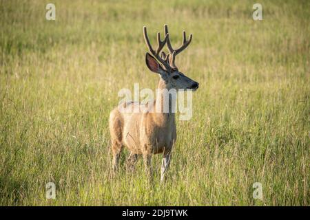 Giovane Mule Deer in piedi in un campo in estate Foto Stock