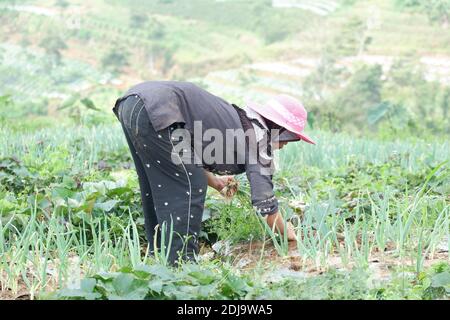 agricoltori rurali stanno piantando verdure gallesi di cipolla nei campi Foto Stock