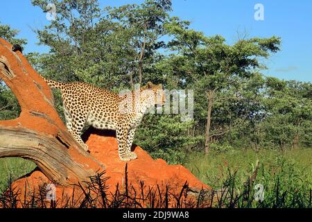 Un leopardo africano (Panthera pardus) in piedi su un tumulo di termite durante la stagione delle piogge a Okonjima, Namibia. Foto Stock