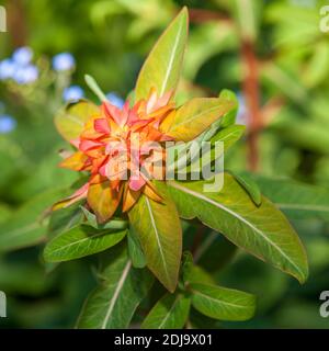 "Fireglow' di Griffith, euforbia Eldtörel (Euphorbia griffithii) Foto Stock