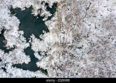 veduta aerea della faggeta e delle paludi bianche congelate in una giornata nuvolosa. paesaggio naturale invernale Foto Stock