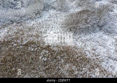 d'inverno, l'erba di canna costiera si staglia sotto la neve bianca. foto aerea del drone volante Foto Stock