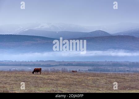 Una mucca bruna pazza in un prato d'inverno sullo sfondo delle montagne. Paesaggio invernale villaggio con montagne e nebbia. L'allevamento di mucche. A p Foto Stock