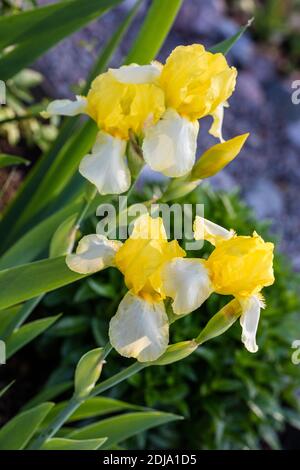 Iride con aride intermedia "Helge", Skäggiris (Iris × germanica) Foto Stock