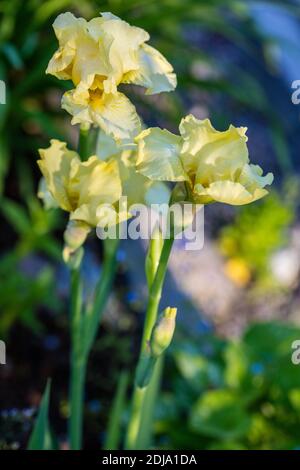 "Moonlight aui' Intermedio Iris barbuto, Skäggiris (Iris germanica) Foto Stock