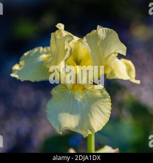 "Moonlight aui' Intermedio Iris barbuto, Skäggiris (Iris germanica) Foto Stock