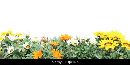 Prima primavera fiori selvatici giallo, bianco e arancione Adonis vernalis (occhio di fagiano). Banner estivo orizzontale con fiori Falso ellebore su aiuola Foto Stock