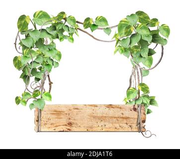 Tavola di legno d'epoca con rami di liana e foglie tropicali. Sfondo esotico con tavola di legno, piante di giungla e spazio di copia per il testo. Isolato Foto Stock