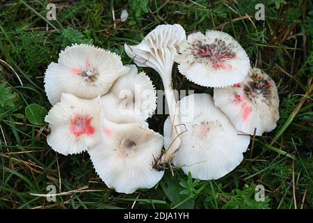 Cuphophyllus virgineus F. roseipes, conosciuto come il cappuccio di cera nevoso, fungo selvatico dalla Finlandia Foto Stock