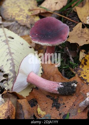 Russula queletii, conosciuta come la russula di uva spina, fungo selvatico dalla Finlandia Foto Stock