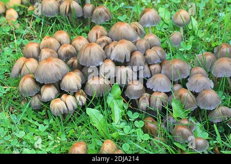 Coprinellus micaceus, detto anche Coprinus micaceus, comunemente noto come Glistering Inkcap, fungo selvatico della Finlandia Foto Stock