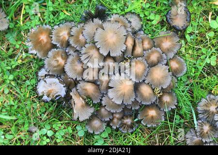 Coprinellus micaceus, detto anche Coprinus micaceus, comunemente noto come Glistering Inkcap, fungo selvatico della Finlandia Foto Stock