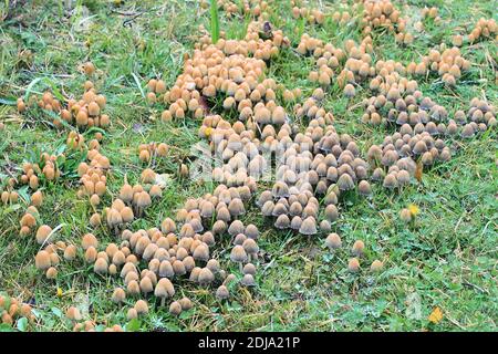 Coprinellus micaceus, detto anche Coprinus micaceus, comunemente noto come Glistering Inkcap, fungo selvatico della Finlandia Foto Stock