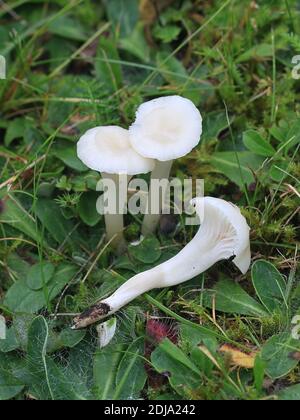 Cuphophyllus virgineus, conosciuto come il cappuccio di cera nevoso, fungo selvatico dalla Finlandia Foto Stock