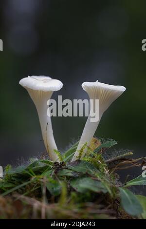 Cuphophyllus virgineus, conosciuto come il cappuccio di cera nevoso, fungo selvatico dalla Finlandia Foto Stock