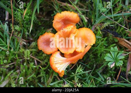 Hygrocybe cantharellus, conosciuto come Goblet Waxcap, fungo selvatico finlandese Foto Stock