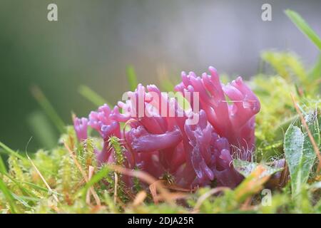 Clavaria zollingeri, chiamata anche Clavaria lavandula, comunemente conosciuta come Corallo Violet o corallo magenta, fungo selvatico dalla Finlandia Foto Stock