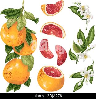 Cirtus Set in vettore con pianta di pompelmo con ramificazione, frutta, fette e fiori Illustrazione Vettoriale