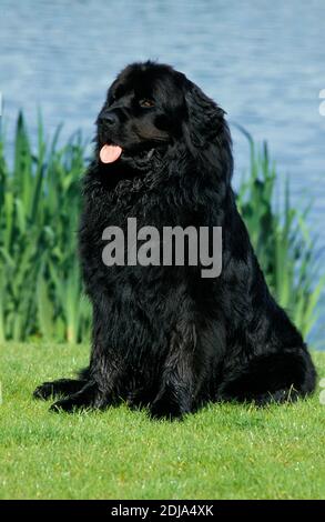 Terranova cane seduto in prossimità di acqua Foto Stock