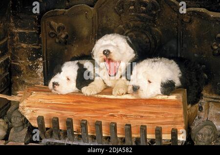 Bobtail Dog o Old English Sheepdog, Puppies in piedi nel fuoco posto Foto Stock