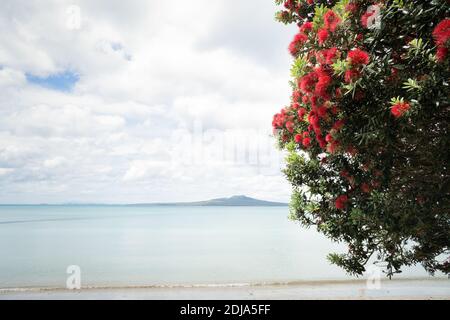 L'albero di Pohutukawa, chiamato anche albero di Natale della Nuova Zelanda in piena fioritura alla spiaggia di Takapuna, con l'Isola di Rangitoto in lontananza Foto Stock