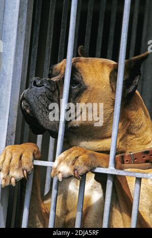 Boxer cane behing Fence Foto Stock