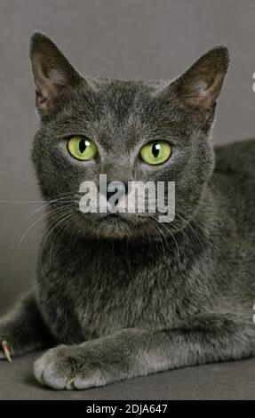 Ritratto di Korat Gatto domestico Foto Stock