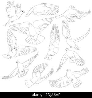 Set di uccelli volante isolati. Illustrazione vettoriale Illustrazione Vettoriale