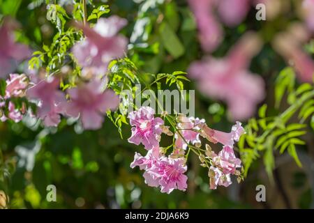 Bellissimi fiori rosa su un albero da vicino Foto Stock