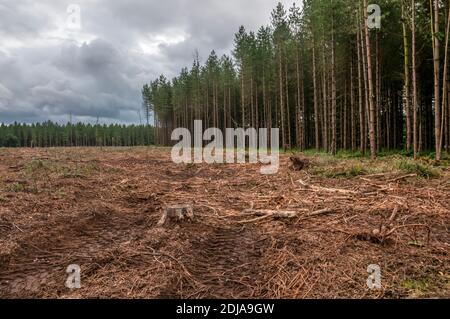 Area di terreno palafoso chiaro conifero bosco in Thetford Forest. Foto Stock